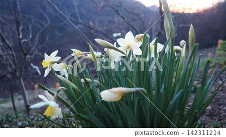 Narcissus, spring flowering perennial plants amaryllis family, Amaryllidaceae. Common daffodil, narcissus plural narcissi, and jonquil. Blooming daffodils, yellow and white flowers. Summer in village. Narcissus, spring flowering perennial plants amaryllis family, Amaryllidaceae. Common daffodil, narcissus plural narcissi, and jonquil. Blooming daffodils, yellow and white flowers. Summer in village. 142311214