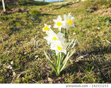 Narcissus, spring flowering perennial plants amaryllis family, Amaryllidaceae. Common daffodil, narcissus plural narcissi, and jonquil. Blooming daffodils, yellow and white flowers. Summer in village. Narcissus, spring flowering perennial plants amaryllis family, Amaryllidaceae. Common daffodil, narcissus plural narcissi, and jonquil. Blooming daffodils, yellow and white flowers. Summer in village. 142311215