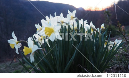 Narcissus, spring flowering perennial plants amaryllis family, Amaryllidaceae. Common daffodil, narcissus plural narcissi, and jonquil. Blooming daffodils, yellow and white flowers. Summer in village. 142311218
