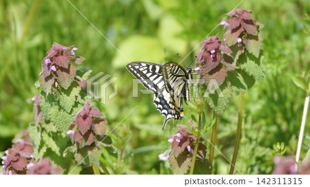 一隻鳳蝶正在吸食野芝麻花（Lamium amplexicaule）的花蜜。 142311315