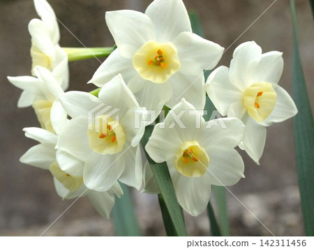 水仙花自然棲息地的照片 水仙花自然棲息地的照片 142311456
