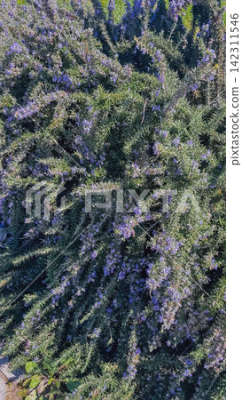 Close up view of dense flowering rosemary bush with small purple flowers green needle leaves and natural sunlight in garden vertical stock photo Close up view of dense flowering rosemary bush with small purple flowers green needle leaves and natural sunlight in garden vertical stock photo 142311546