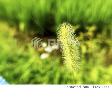 色彩鮮豔的綠色狐尾草 色彩鮮豔的綠色狐尾草 142311644