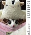 Sugar glider peeking out of sheep pouch 142311691