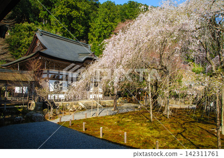 Kyoto heavy cherry tree in Kyoto Tsunakuji Temple Kyoto heavy cherry tree in Kyoto Tsunakuji Temple 142311761