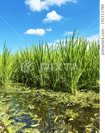 藍天和米 藍天和米 142311766