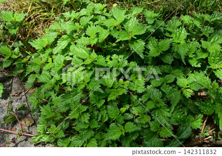 Nettle (Urtica dioica), a perennial plant belonging to the Urticaceae family and Urticaceae genus. Nettle (Urtica dioica), a perennial plant belonging to the Urticaceae family and Urticaceae genus. 142311832
