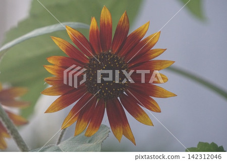 Red sunflower Red sunflower 142312046