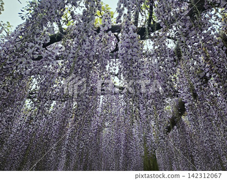 盛開的紫藤花 盛開的紫藤花 142312067