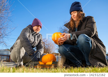 Man and woman selecting pumpkin for Halloween. Couple picking vegetable in autumn harvest festival mood. Outdoor farm agriculture activity. Preparing vegetable for holiday home decoration. Man and woman selecting pumpkin for Halloween. Couple picking vegetable in autumn harvest festival mood. Outdoor farm agriculture activity. Preparing vegetable for holiday home decoration. 142312162