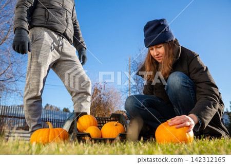 Man and woman choosing pumpkin for Halloween outdoors. Couple picking orange vegetable from crate at farm. Autumn harvest festival preparation. Fall season activity and holiday lifestyle. Man and woman choosing pumpkin for Halloween outdoors. Couple picking orange vegetable from crate at farm. Autumn harvest festival preparation. Fall season activity and holiday lifestyle. 142312165