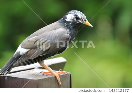 A White-cheeked Starling perched against a green background – a bird with beautiful plumage. A White-cheeked Starling perched against a green background – a bird with beautiful plumage. 142312177
