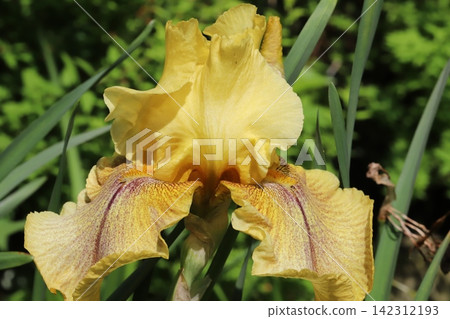 Deep yellow German iris flowers blooming in the spring garden Deep yellow German iris flowers blooming in the spring garden 142312193