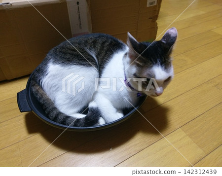 貓窩、貓、寵物 貓窩、貓、寵物 142312439