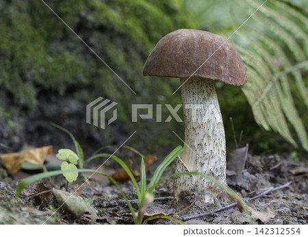 Edible mushroom growing in the autumn forest (Leccinum scabrum). Edible mushroom growing in the autumn forest (Leccinum scabrum). 142312554