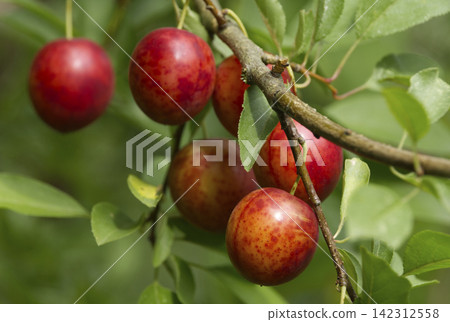 Ripe red plums on tree branches with green leaves in the garden. Ripe red plums on tree branches with green leaves in the garden. 142312558
