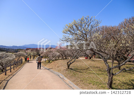 Chikuzen Yamada Plum Blossom Park, located in Kamiyamada, Kama City, Fukuoka Prefecture 142312728