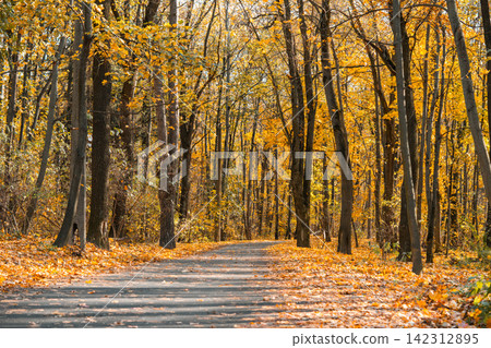 Golden autumn forest path surrounded by trees with bright yellow foliage in seasonal fall landscape Golden autumn forest path surrounded by trees with bright yellow foliage in seasonal fall landscape 142312895
