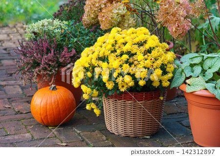 Autumn outdoor decor with orange pumpkins and potted plants for Halloween and Thanksgiving Autumn outdoor decor with orange pumpkins and potted plants for Halloween and Thanksgiving 142312897
