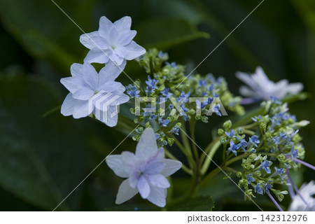 繡球園裡有藍色的繡球花。學名是繡球花。 142312976