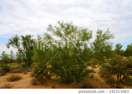 Palo Verde Tree, Sonora Desert, Mid summer Palo Verde Tree, Sonora Desert, Mid summer 142313063