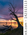 Lake Bonney at sunset with dead trees, Barmera, Riverland, South Australia 142313113