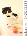 A cat playing with children. 142313133