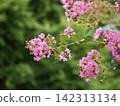 Close-up of crape myrtle flowers 142313134