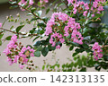 Close-up of crape myrtle flowers 142313135