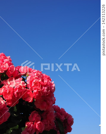 Pink roses in full bloom stand out against the blue sky. Pink roses in full bloom stand out against the blue sky. 142313226