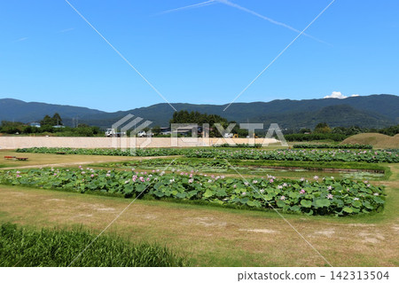 Ancient lotus flowers blooming in the Chusonji lotus pond at Atsukashi Millennium Park (Kunimi Town, Fukushima Prefecture) 142313504