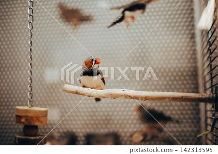A zebra finch captured mid-flight as it approaches another perched finch inside an aviary. Dynamic wildlife moment showcasing bird behavior and motion A zebra finch captured mid-flight as it approaches another perched finch inside an aviary. Dynamic wildlife moment showcasing bird behavior and motion 142313595