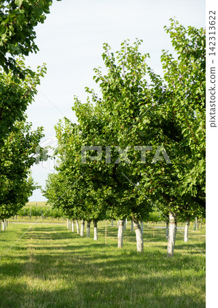 Well Maintained Apricot Orchard After Fruit Harvest Well Maintained Apricot Orchard After Fruit Harvest 142313622