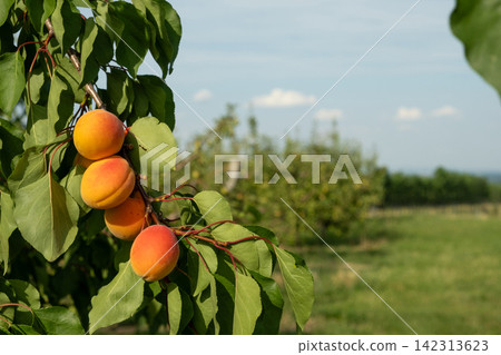 Ripe orange apricots on a branch in a sunny orchard with copy space for text Ripe orange apricots on a branch in a sunny orchard with copy space for text 142313623