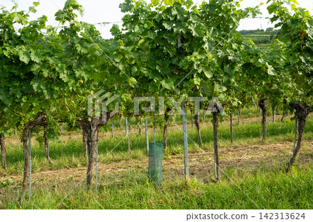 Organic grape vines growing in neat rows on a sunny winery farm Organic grape vines growing in neat rows on a sunny winery farm 142313624