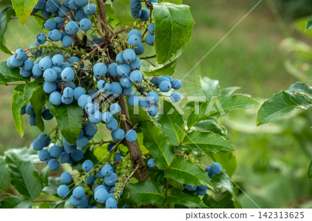 Ripe blue berries of mahonia shrub with green leaves outdoors. Ripe blue berries of mahonia shrub with green leaves outdoors. 142313625