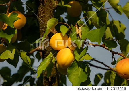 Close-up of fresh apricots ripening on thin tree branches before harvest Close-up of fresh apricots ripening on thin tree branches before harvest 142313626