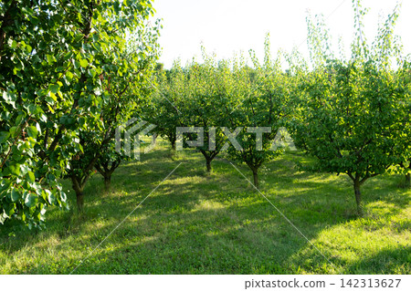 Apricot Orchard After Harvest on Sunny Summer Day 142313627