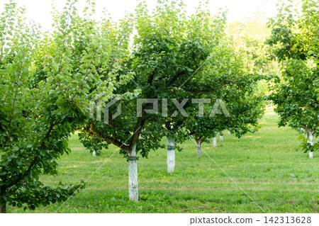 Well Maintained Apricot Orchard After Fruit Harvest Well Maintained Apricot Orchard After Fruit Harvest 142313628