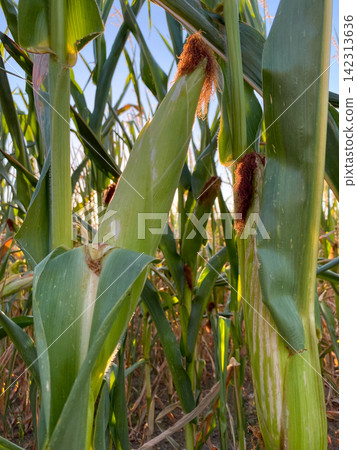 Green corn stalks with ripe cobs in a farm field on a sunny day Green corn stalks with ripe cobs in a farm field on a sunny day 142313636