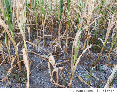 Dry corn stalk leaves in a drought-affected agricultural field Dry corn stalk leaves in a drought-affected agricultural field 142313637