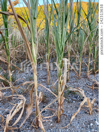 Agricultural field with dry corn stalks affected by hot summer weather. Agricultural field with dry corn stalks affected by hot summer weather. 142313638