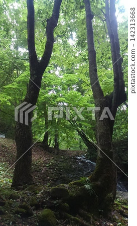 山上的樹木 山上的樹木 142313668
