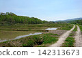 北海道的稻田 142313673