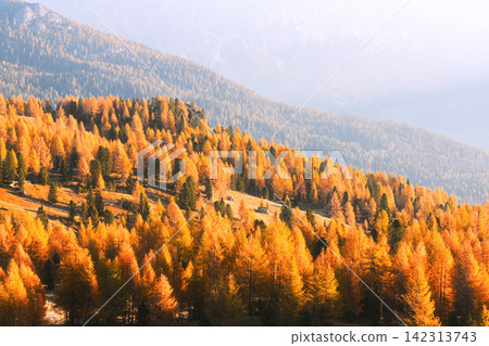 Autumn larch forest covers mountain slopes in warm morning light Autumn larch forest covers mountain slopes in warm morning light 142313743