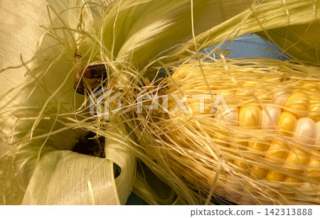 Agricultural pest caterpillar on fresh corn husk and damaged cob end Agricultural pest caterpillar on fresh corn husk and damaged cob end 142313888