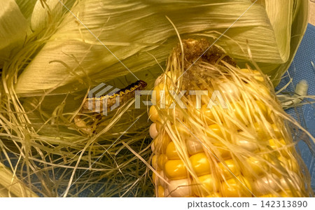 Agricultural pest caterpillar on fresh corn husk and damaged cob end Agricultural pest caterpillar on fresh corn husk and damaged cob end 142313890