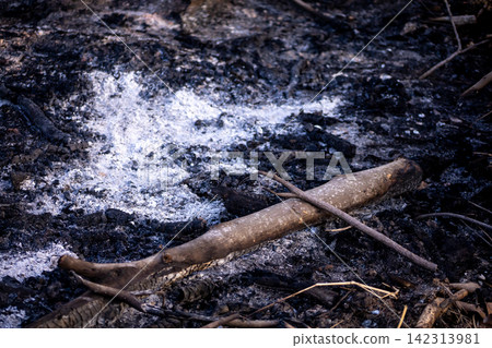 The site of a burned firewood pile The site of a burned firewood pile 142313981