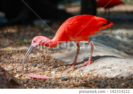 Scarlet Ibis Foraging on Gravel Ground with Curved Beak Digging Scarlet Ibis Foraging on Gravel Ground with Curved Beak Digging 142314222
