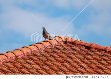Pigeon Standing on Terracotta Roof Tiles Against Blue Sky with Clouds Pigeon Standing on Terracotta Roof Tiles Against Blue Sky with Clouds 142314223
